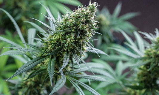 Your Guide to THC-O: Effects, Legality, Types